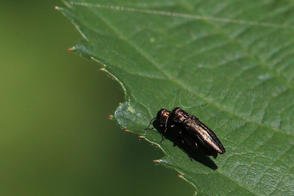 Agrilus cuprescens - földiszeder-karcsúdíszbogár