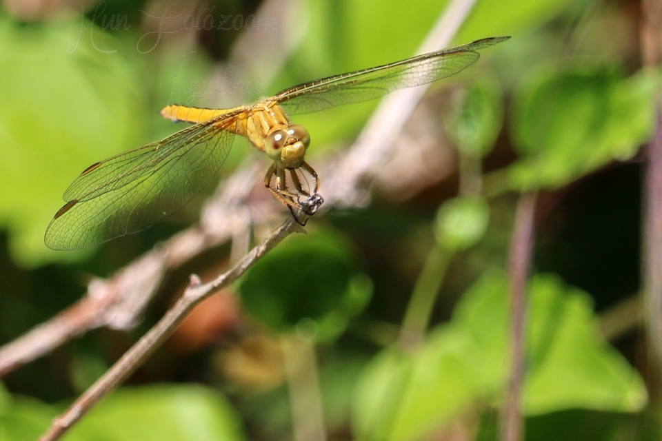 Orthetrum coerulescens - karcsú pásztorszitakötő