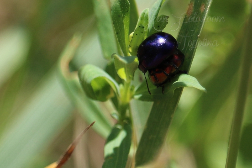 Chrysolina varians - kis orbáncfűlevelész