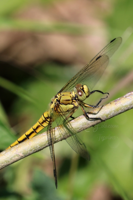 Orthetrum cancellatum - feketefarkú pásztorszitakötő