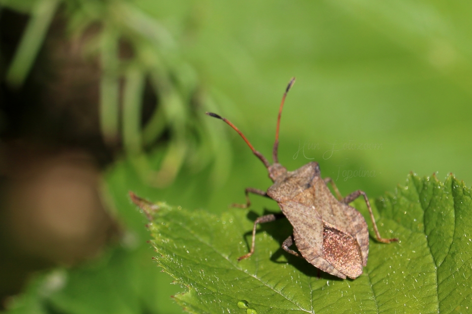 Coreus marginatus - közönséges karimáspoloska