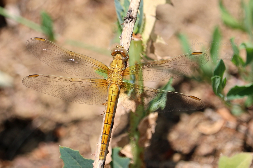Orthetrum coerulescens - karcsú pásztorszitakötő