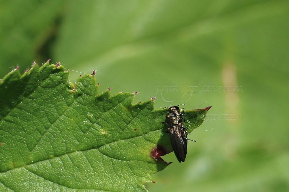 Agrilus