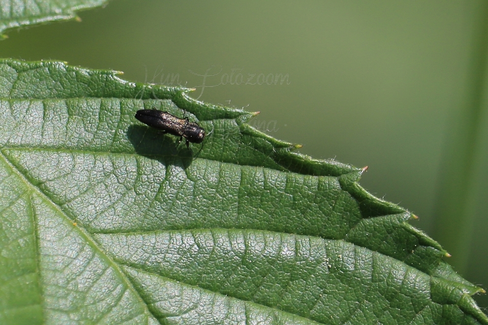Agrilus laticornis - szélescsápú karcsúdíszbogár