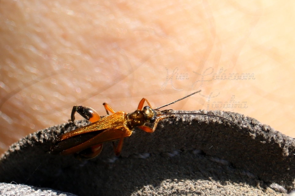 Oedemera podagrariae - székfű-álcincér