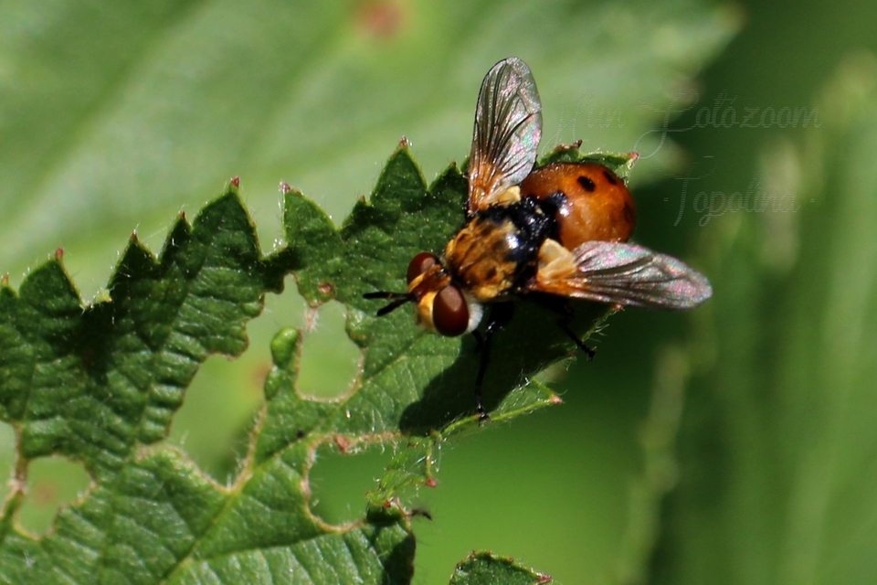 Gymnosoma