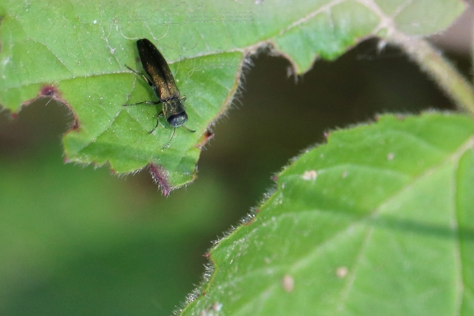 Agrilus laticornis - szélescsápú karcsúdíszbogár