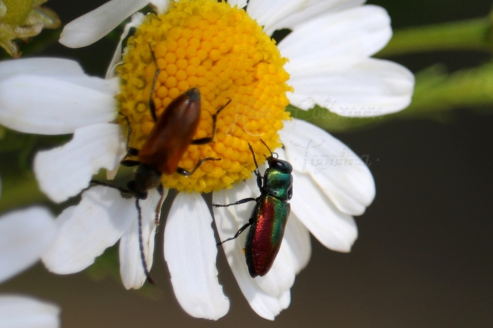 Pseudovadonia livida - barnás virágcincér