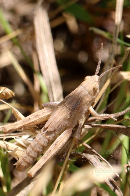 Chorthippus (Chorthippus) (subgenus)