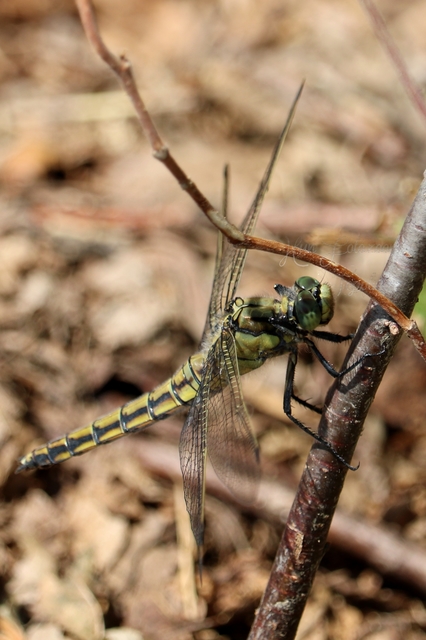 Orthetrum cancellatum - feketefarkú pásztorszitakötő