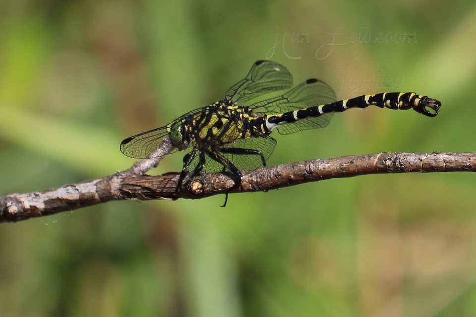 Onychogomphus forcipatus - gyűrűs folyami-szitakötő