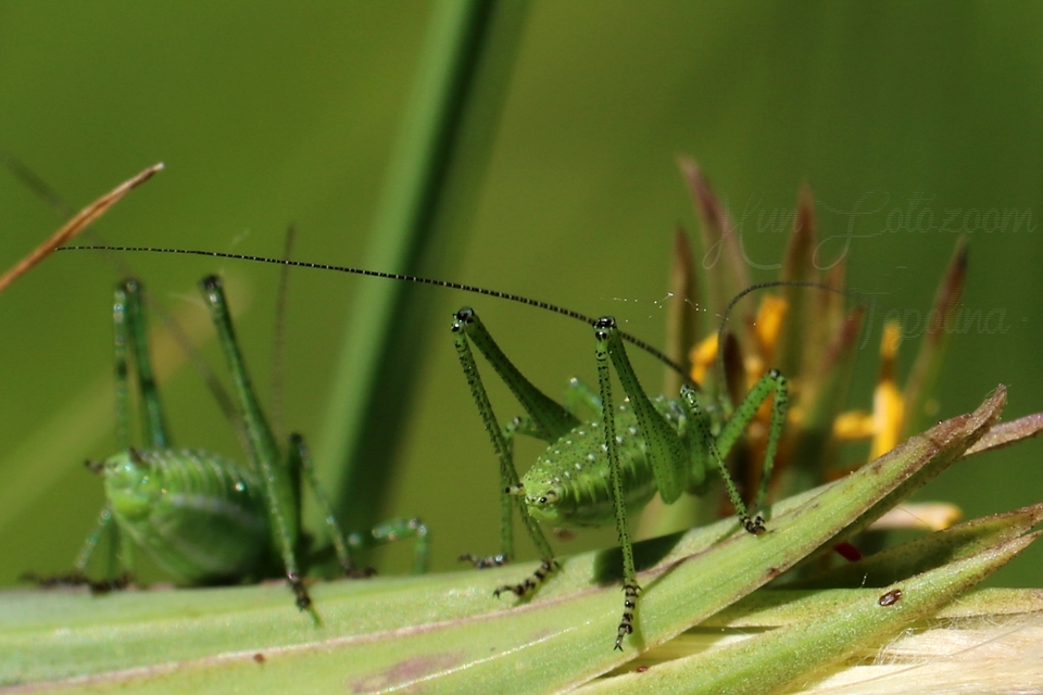 Leptophyes