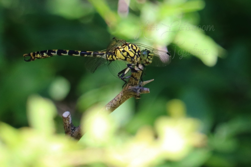 Onychogomphus forcipatus - gyűrűs folyami-szitakötő