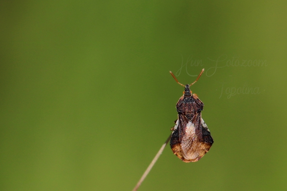 Phymata crassipes - fogólábú poloska