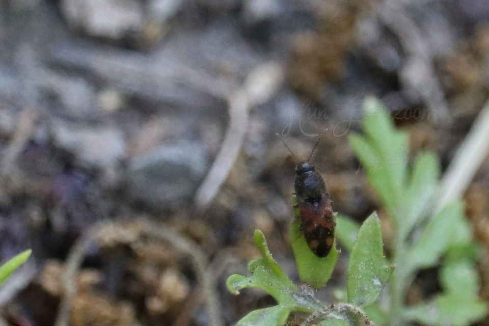 Drasterius bimaculatus - változékony pattanó