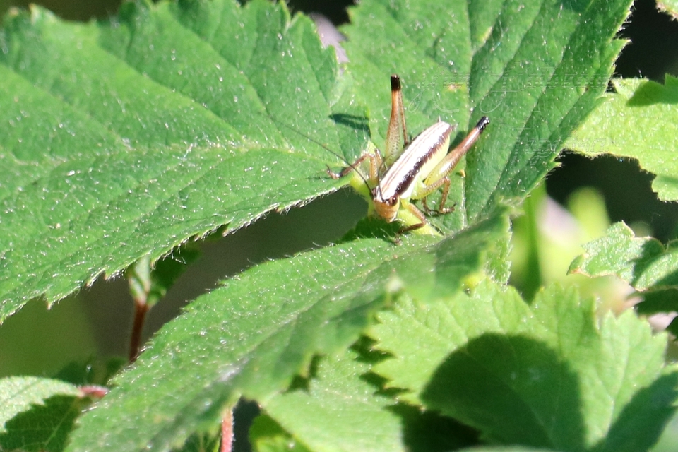 Pachytrachis gracilis - karcsú szöcske