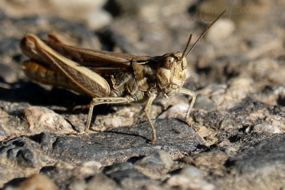 Chorthippus brunneus - közönséges tarlósáska