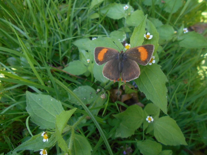 Thecla betulae - nyírfalepke