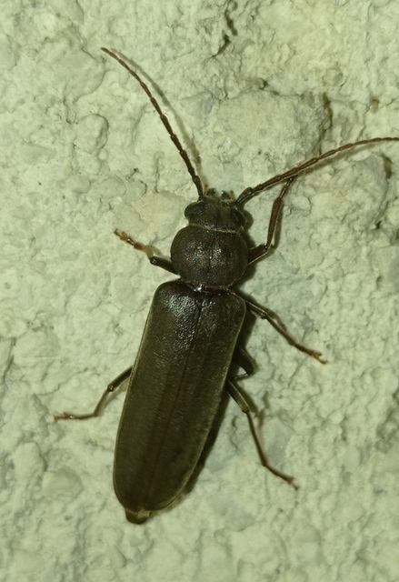 Arhopalus rusticus - gödrösnyakú cincér