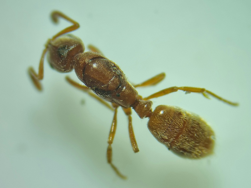 Cryptopone ochracea - sárga vakondhangya