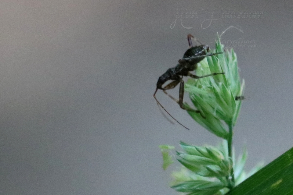 Himacerus