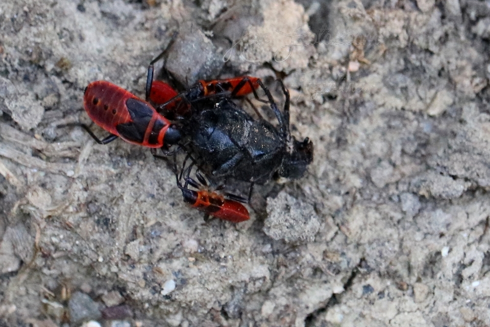 Pyrrhocoris apterus - verőköltő poloska