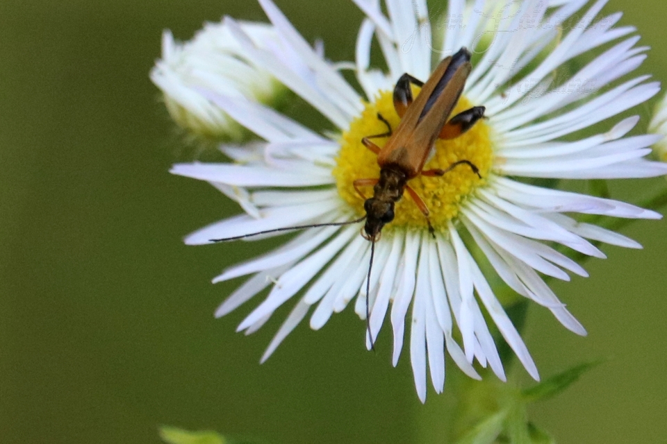 Oedemera podagrariae - székfű-álcincér