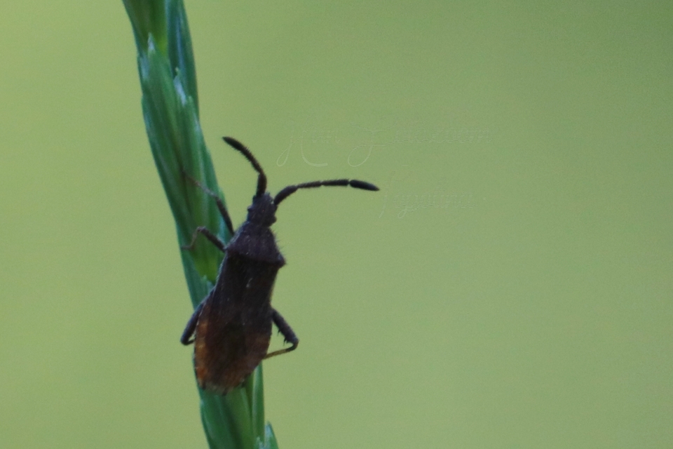 Coriomeris