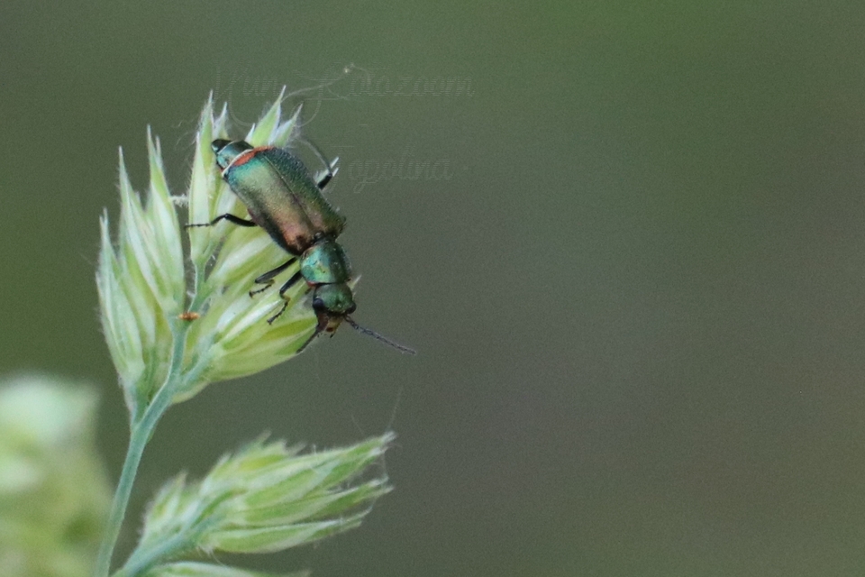 Malachius bipustulatus - kétfoltos bibircsesbogár