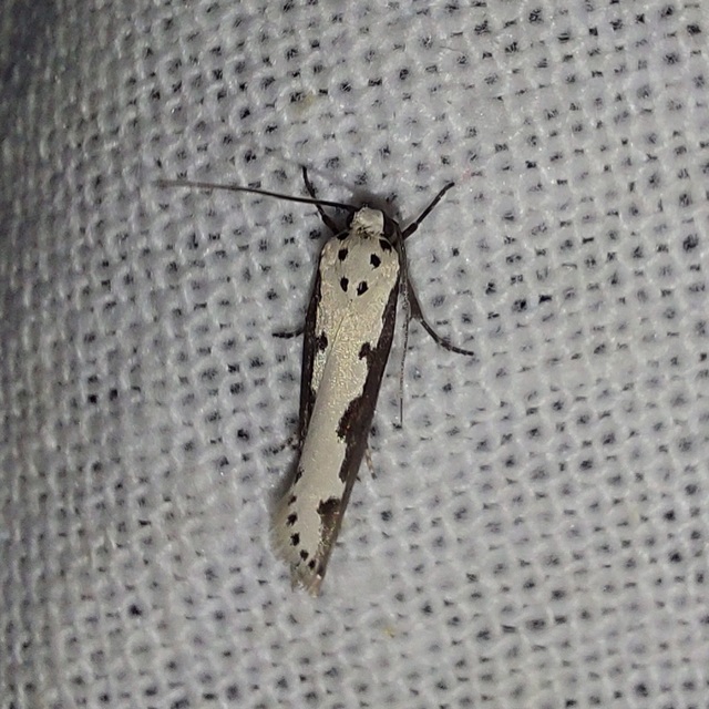 Ethmia bipunctella - kétpettyes feketemoly