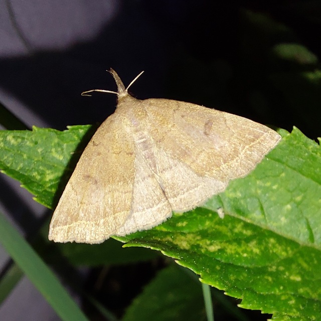 Pechipogo plumigeralis - tollascsápú karcsúbagoly