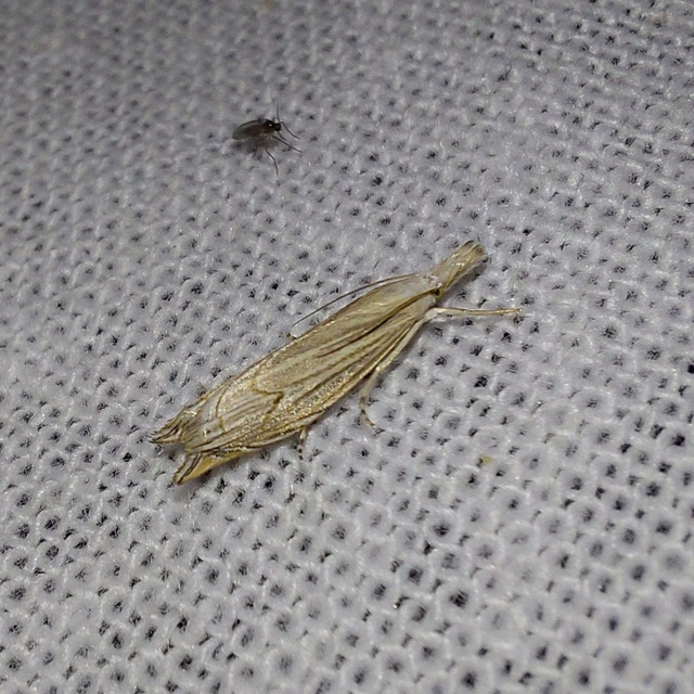 Metacrambus carectellus - homoki fűgyökérmoly