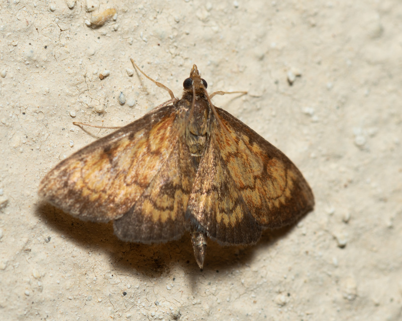 Ecpyrrhorrhoe rubiginalis - rozsdavörös tűzmoly