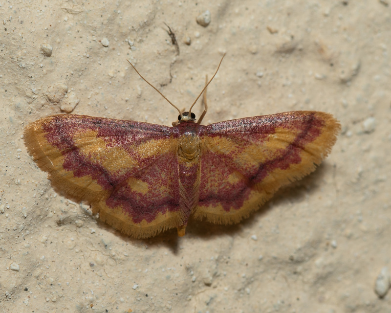 Idaea muricata - mocsári pirosaraszoló