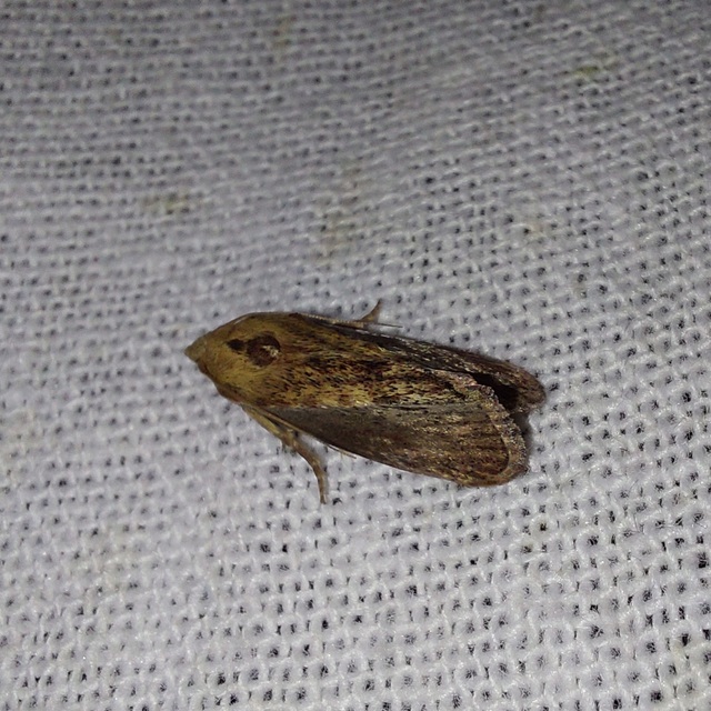 Galleria mellonella - nagy viaszmoly