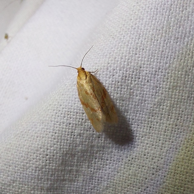 Clepsis pallidana - aranysárga sodrómoly
