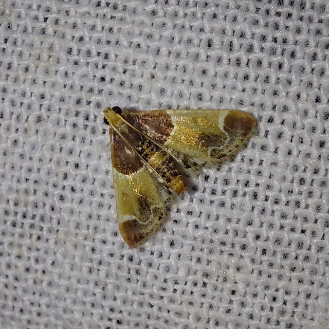 Pyralis farinalis - lisztilonca