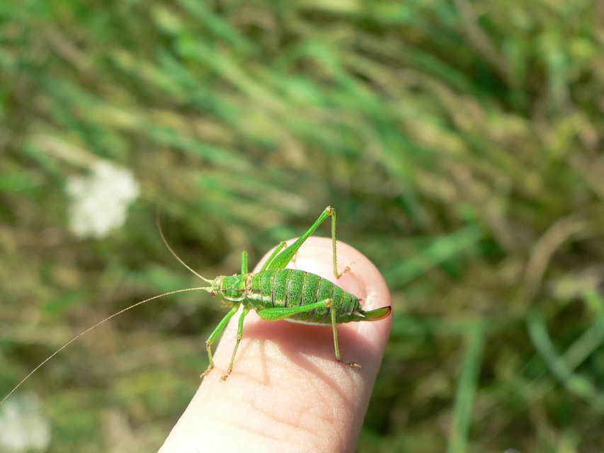 Leptophyes albovittata - közönséges virágszöcske
