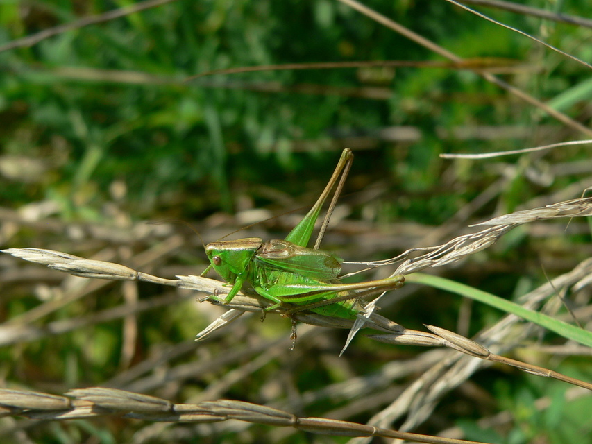 Bicolorana bicolor - halványzöld rétiszöcske