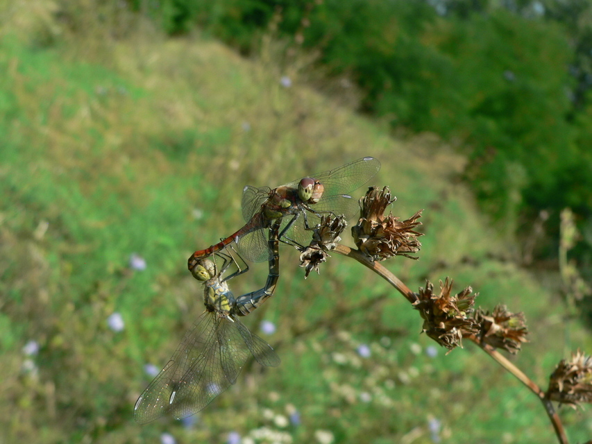 Sympetrum striolatum - harántsávos katona-szitakötő