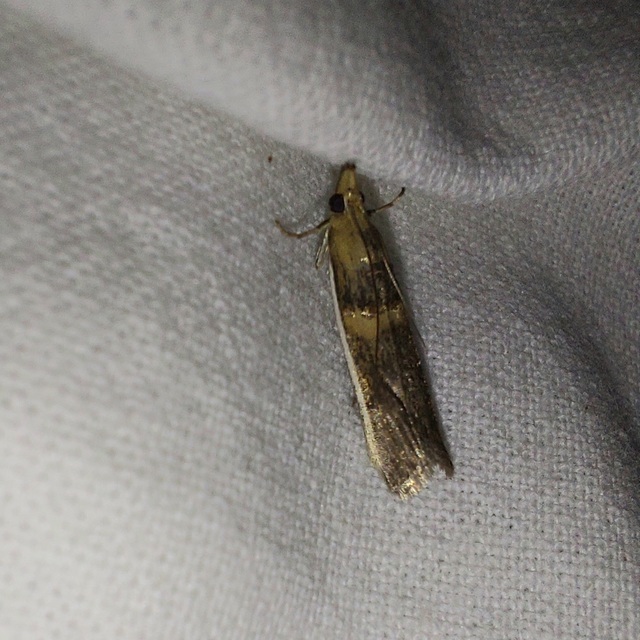 Etiella zinckenella - akácmoly