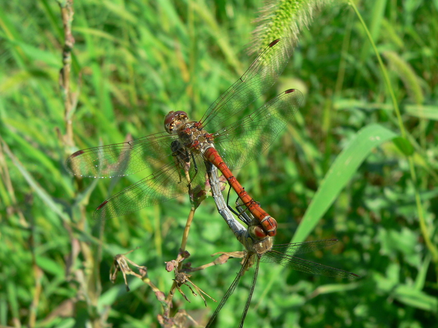 Sympetrum striolatum - harántsávos katona-szitakötő