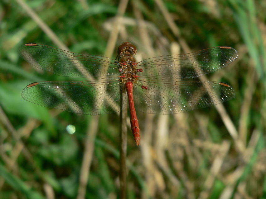 Sympetrum meridionale - fakó katona-szitakötő