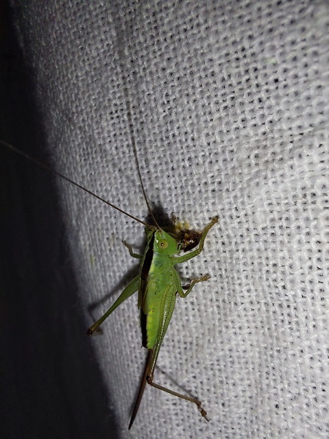 Conocephalus