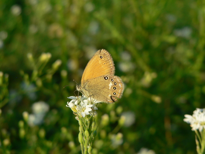 Coenonympha glycerion - közönséges szénalepke