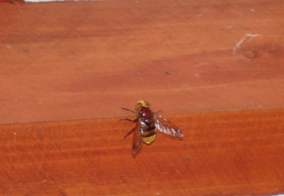Volucella zonaria - kétöves pihelégy Volucella zonaria - kétöves pihelégy