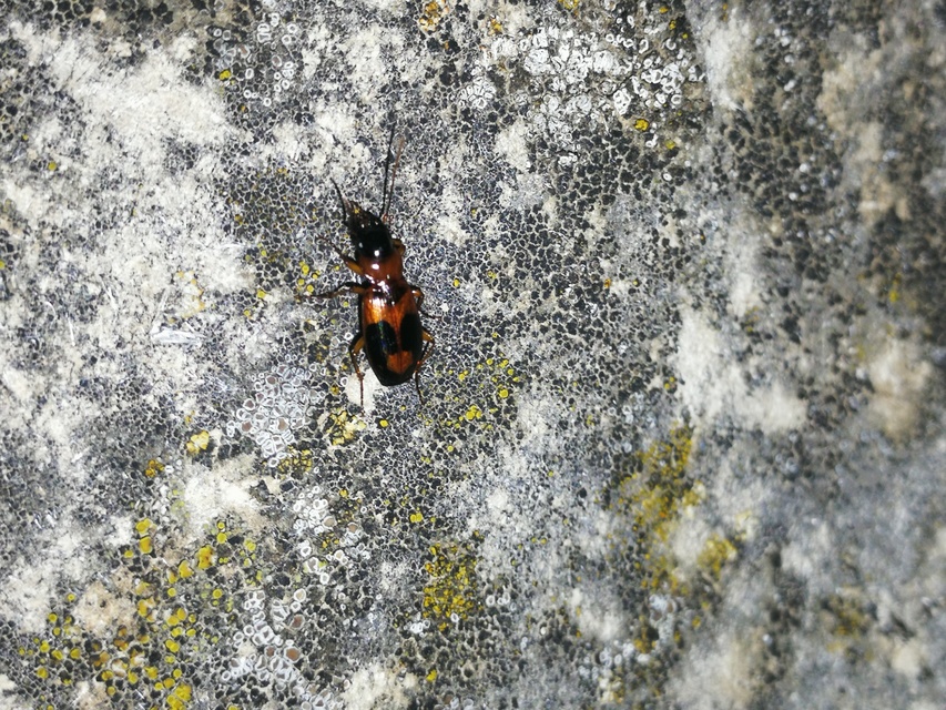 Badister meridionalis - közönséges posványfutonc