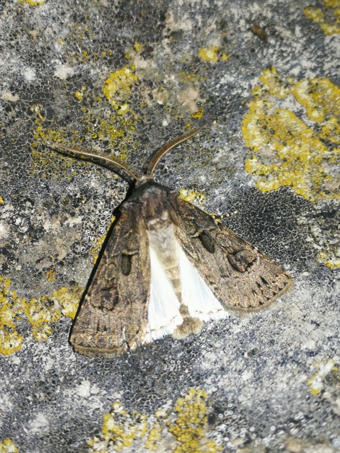 Agrotis bigramma - kétjegyű földibagoly