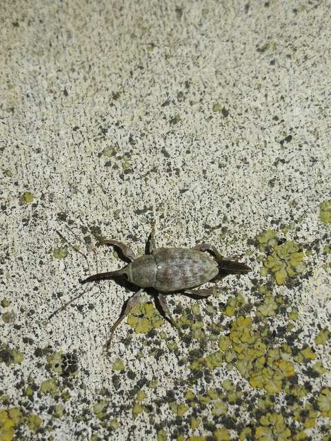 Curculio elephas - gesztenyezsuzsóka