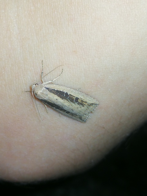 Chilodes maritima - négyfoltos nádibagoly